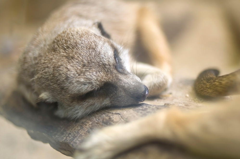 Sleeping Meerkat - 1